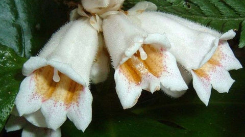 Hemiboea subcapitata