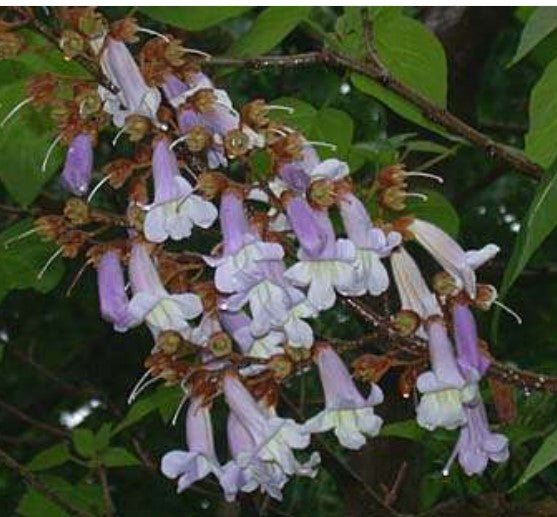 Paulownia tomentosa