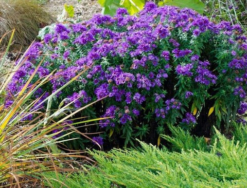 Symphyotrichum novae-angliae 'Purple Dome' (aka Aster nova-angliae 'Purple Dome')