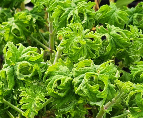 Pelargonium 'Colocho'