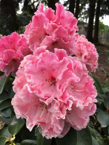 Rhododendron 'Cranberry Lace'