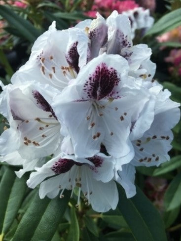 Rhododendron 'Sappho'