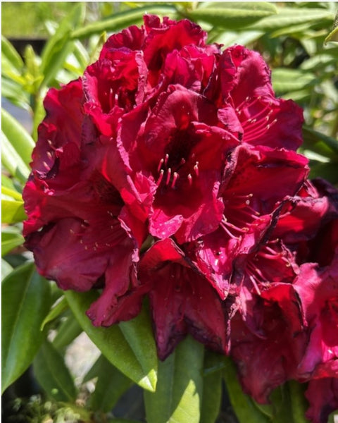 Rhododendron 'Jim's Black Heart'