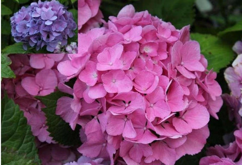 Hydrangea macrophylla 'Carol Moseley'