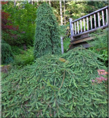 Picea abies 'Pendula'