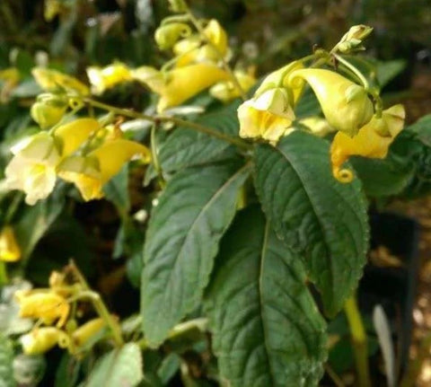 Impatiens sp. 'Sichuan Gold'