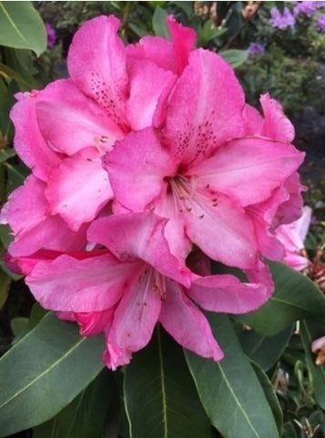 Rhododendron 'Lem's Monarch' (aka 'Pink Walloper')