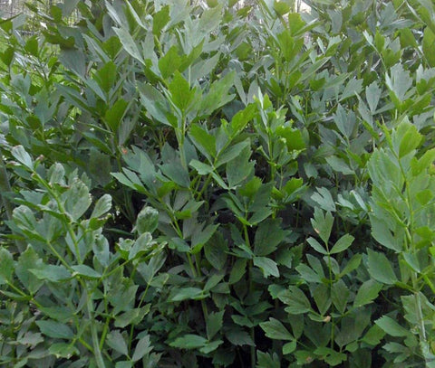 Levisticum officinale