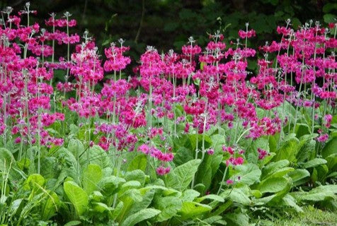 Primula japonica [Candelabra Hybrids]