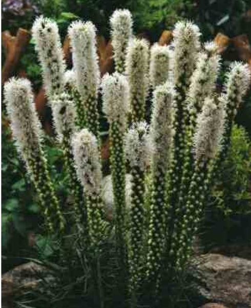 Liatris spicata 'Floristan Weiss'