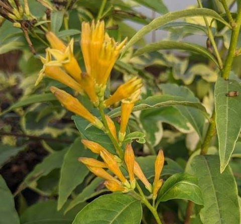 Cestrum parqui