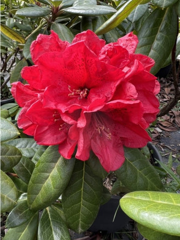 Rhododendron 'Candy Apple Red'