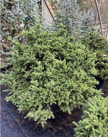 Picea abies 'Gregoriana'