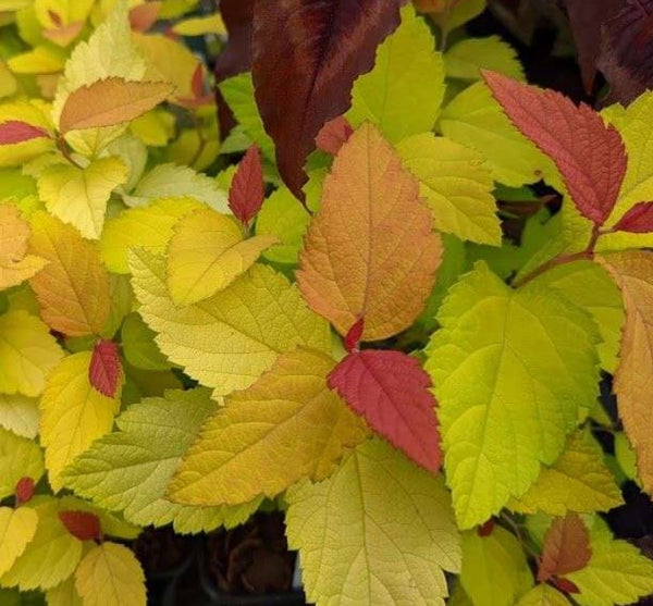 Spiraea japonica 'NCSX1' (aka Double Play Candy Corn)