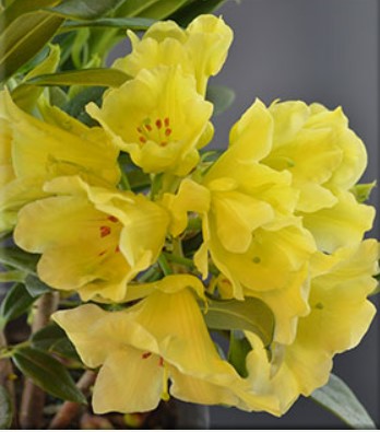 Rhododendron 'Hotei'