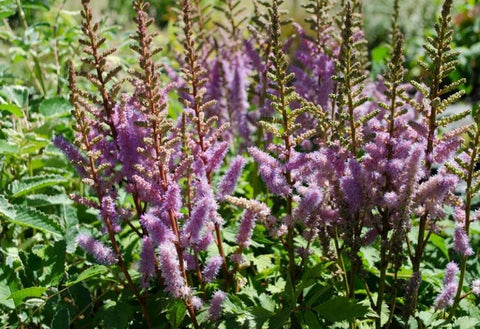 Astilbe x crispa 'Liliput'