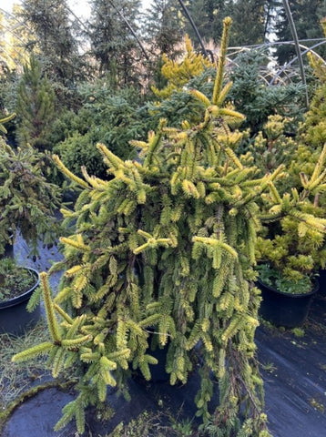 Picea abies 'Gold Drift'