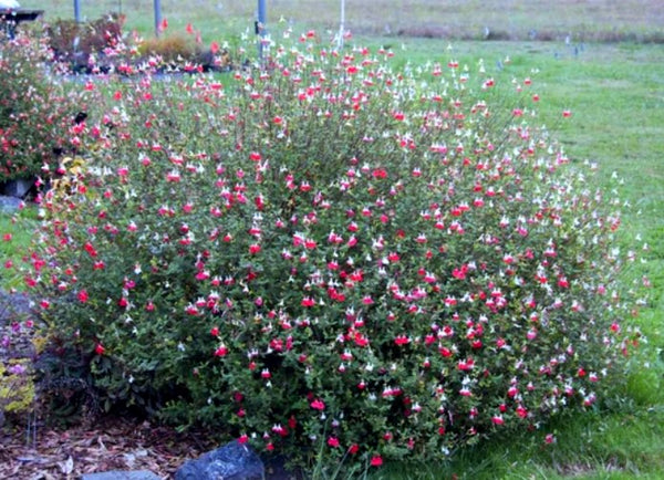 Salvia microphylla 'Hot Lips'