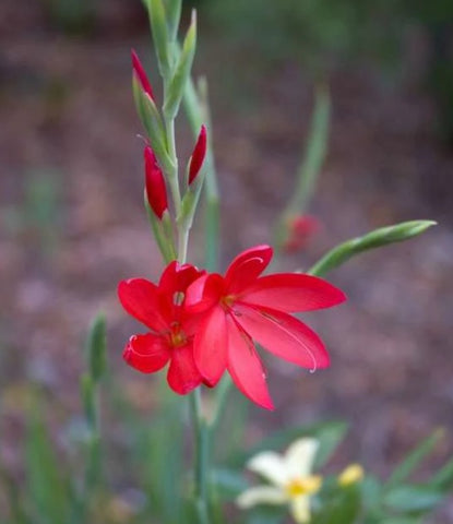 Hesperantha coccinea 'Oregon Sunset' (aka Schizostylis coccinea 'Oregon Sunset')