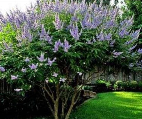 Vitex agnus-castus