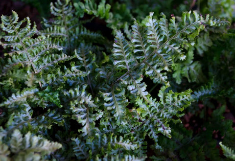 Dryopteris dilatata 'Crispa Whiteside' (aka austriaca 'Crispa Whiteside')