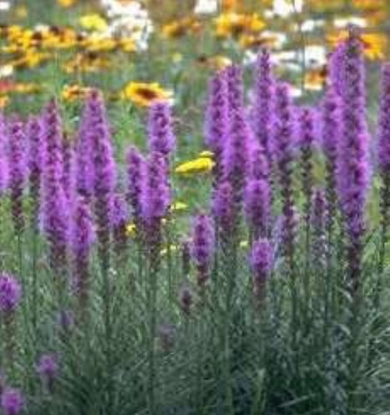 Liatris spicata 'Kobold'