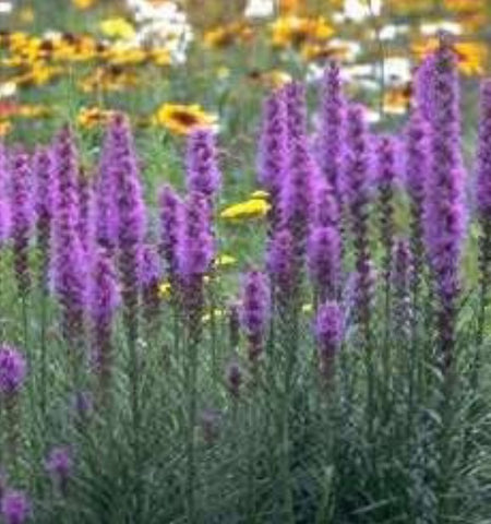 Liatris spicata 'Kobold'