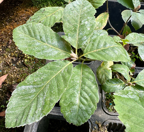 Quercus sadleriana - Bear Camp Summit