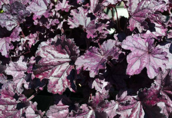 Heuchera 'Forever Purple'