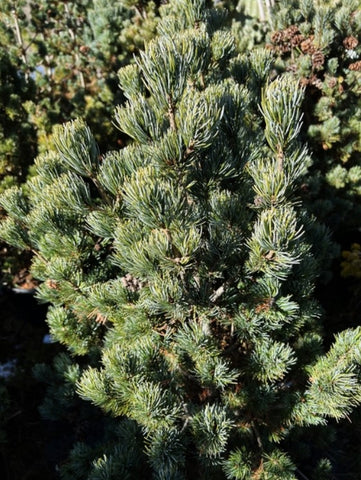 Pinus parviflora 'Ara kawa'