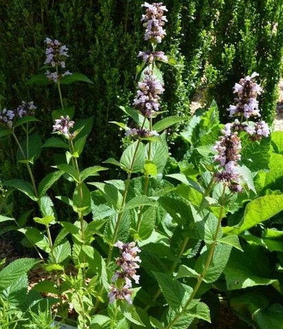 Nepeta subsessilis 'Sweet Dreams' (Sweet Dreams Japanese Catmint)