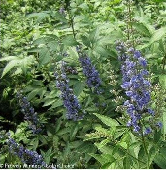 Vitex agnus-castus 'Blue Diddley' PP26614 (Vitex agnus-castus 'Blue Diddley')