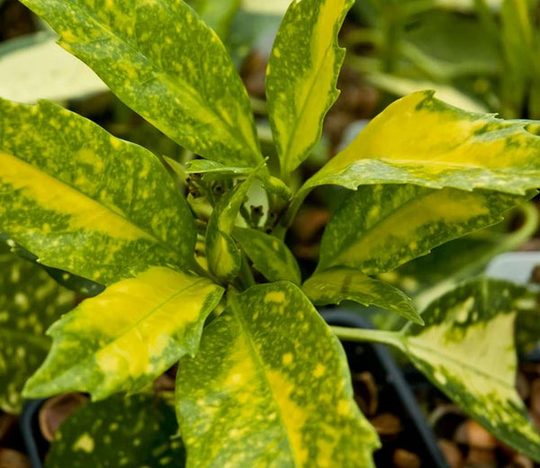 Aucuba japonica 'Picturata' (aka Japanese Laurel)