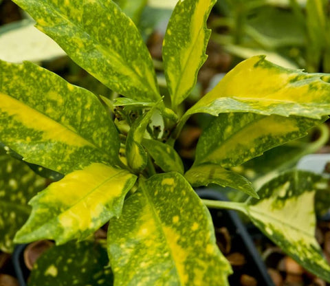 Aucuba japonica 'Picturata' (aka Japanese Laurel)