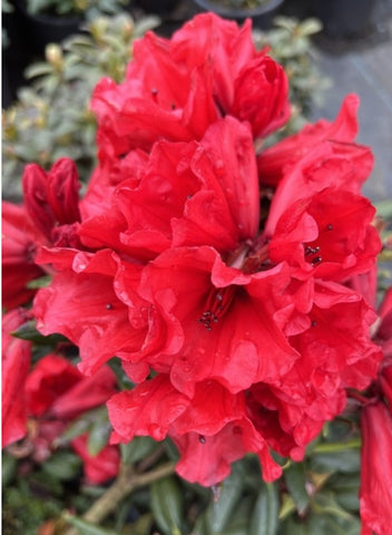 Rhododendron 'Hill's Bright Red'