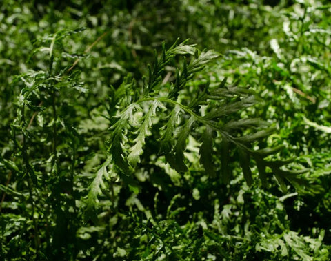 Dryopteris filix-mas 'Linearis Polydactyla'