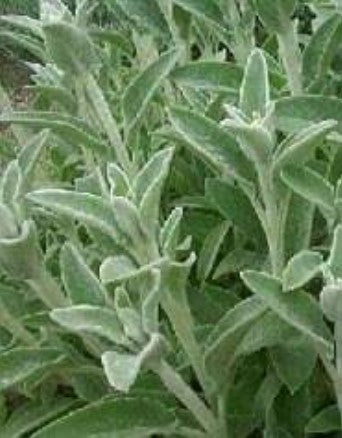 Stachys byzantina 'Silky Fleece'