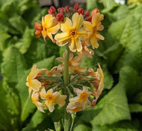 Primula x oriental 'Sunrise'