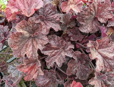 Heuchera 'TNHEUGB' (aka Grande™ Black)