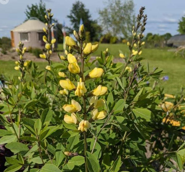 Baptisia 'Carolina Moonlight'