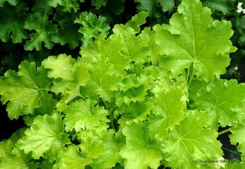 Heuchera 'Lime Rickey'