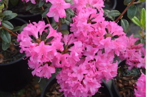 Rhododendron 'Hardjizer Beauty'