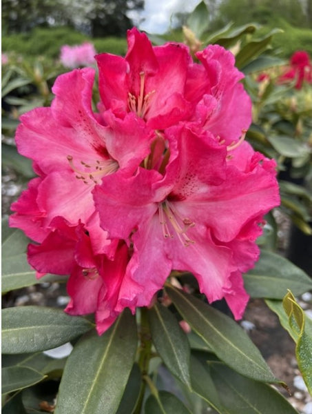 Rhododendron 'Red Walloper'