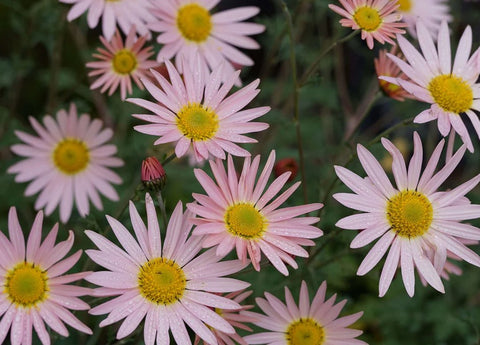 Chrysanthemum 'Hillside Sheffield Pink'