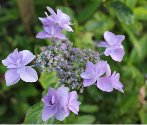 Hydrangea macrophylla 'Jogasaki'