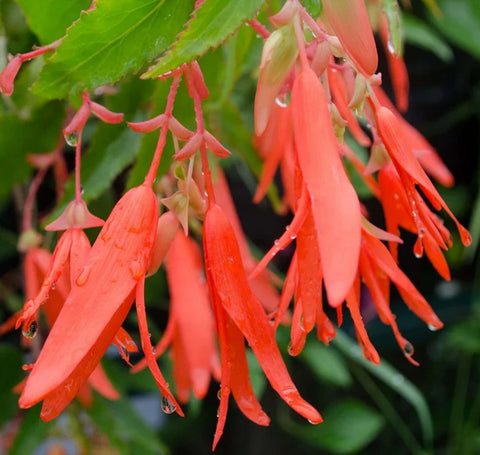 Begonia boliviensis