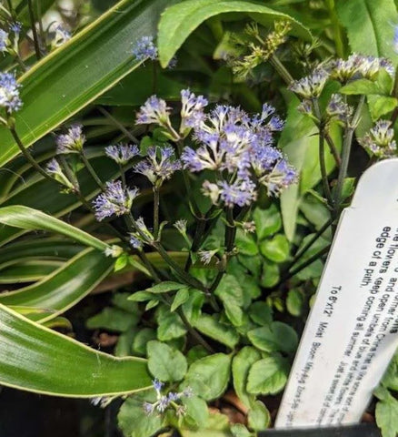 Sanicula caerulescens