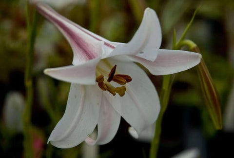 Lilium formosum var. formosum