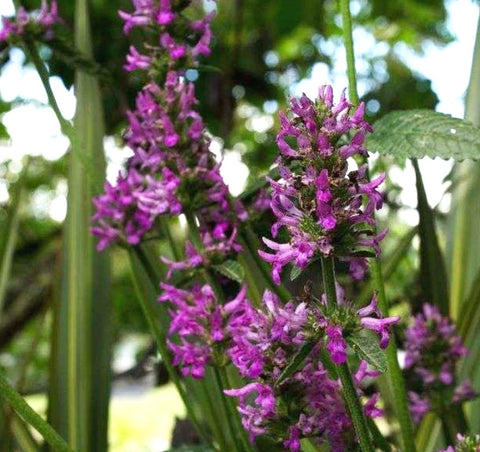 Stachys monnieri 'Hummelo'