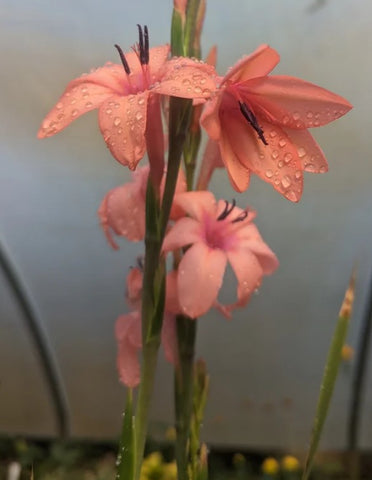 Watsonia beatricis x pillansii